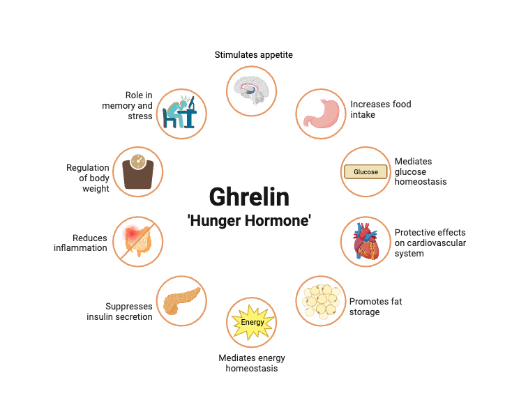 This is an image of a chart listing the many different characteristics of grehlin and it's impact on the many body systems it affects in a blog post about why do I always crave sweets.